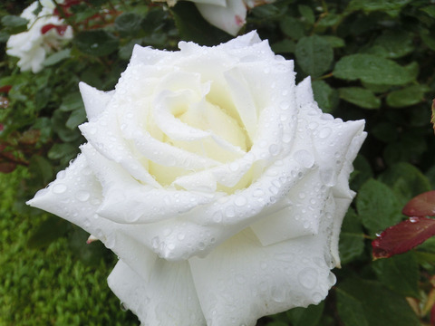 ヨハネ　パウロ　２世sCIMG6418