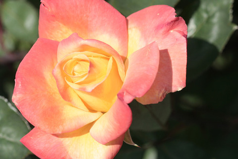 たかお　高雄9086