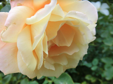 プレジデント　フーバー1753