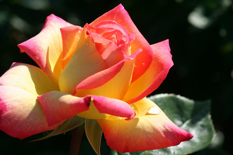 あさぐも　朝雲