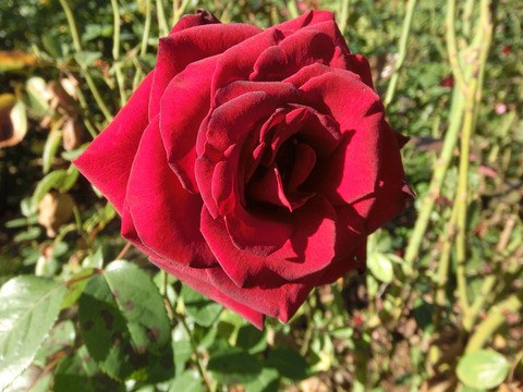 シュワルツ　マドンナsCIMG8386