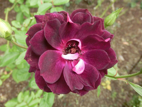 バーガンディー　アイスバーグsCIMG4955