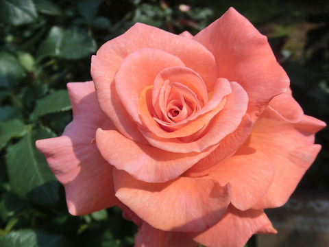 ケニギン　ベアトリックス9511