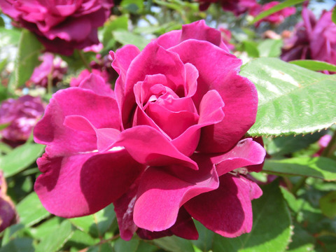 イントゥリーグ9940