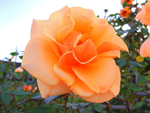 ブランディーsDSCN9259