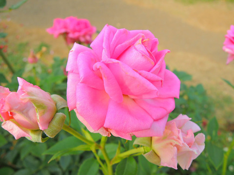 オーバーナイト　センセーションsDSCN6608