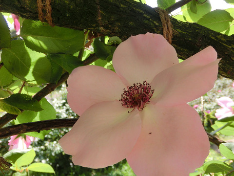 デンティ　ベスsCIMG5060