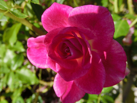 ブリリアント　ピンク　アイスバーグsCIMG8578