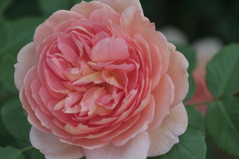 ジ　エンデバー4507