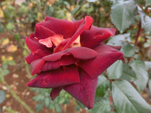 ブラック　ゴールドsCIMG7100