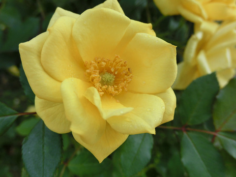 スウィート　ダイアナsCIMG8803