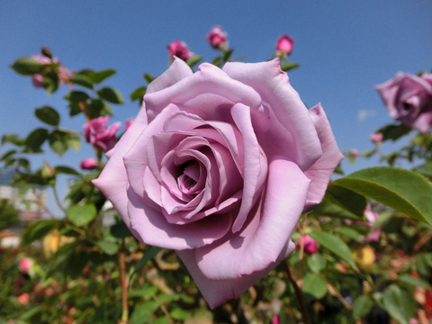 ブルー　ムーンsCIMG4147