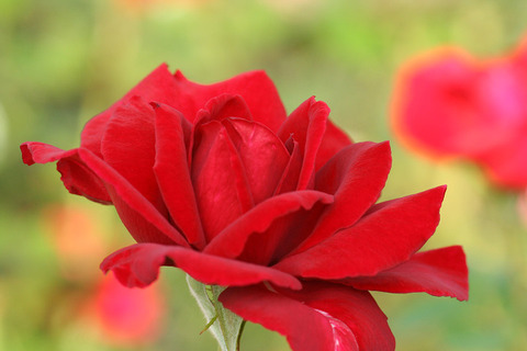 ひおうぎ緋扇_0387