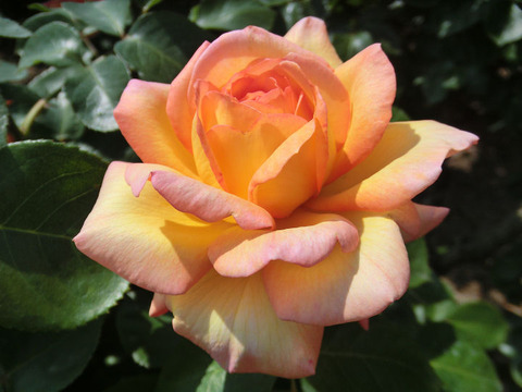 フィリップ　ノワレ1427