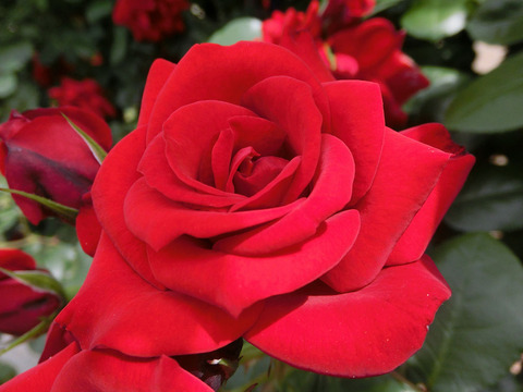 エクスプルワ2515