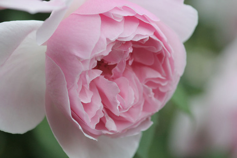 キャサリン　モーリー4407