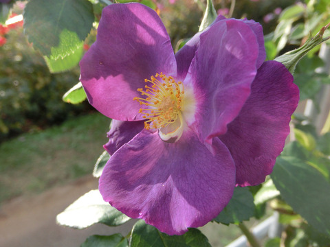 ラプソディー　イン　ブルーsCIMG8907