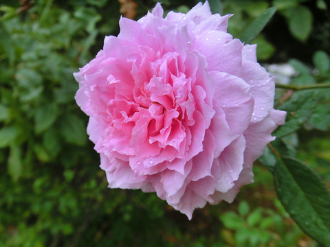 ザ　メイフラワー　1352