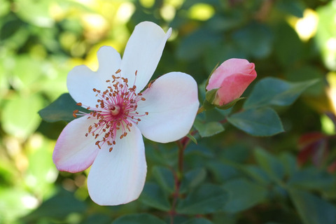 ピンク　サクリーナsDSCF8979