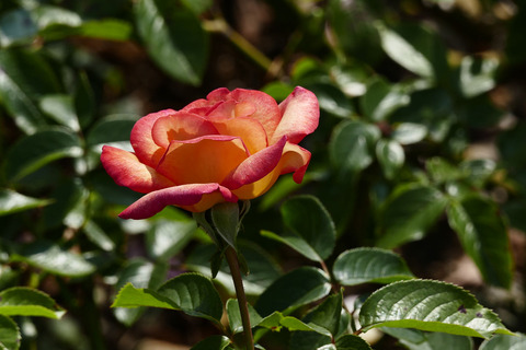 マスコット　’７７s_1220164