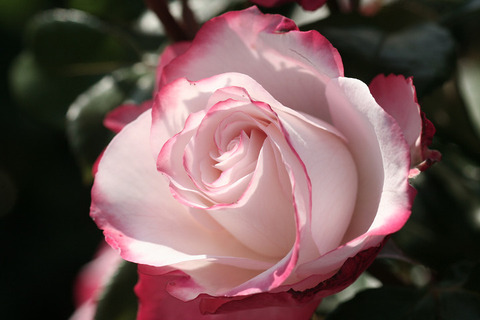 ﾉｽﾀﾙｼﾞｨ9731