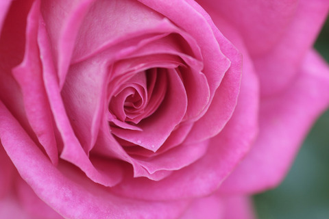 コルデス　パーフェクタ　ズーペリオア　8840