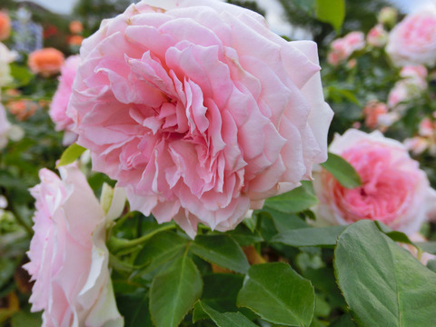 はるの　春乃　（はるの）sCIMG7278