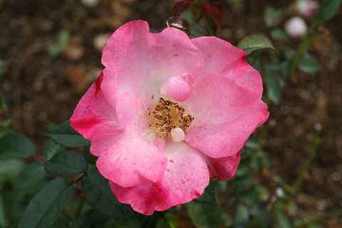 はながすみ　花霞sDSCF0162