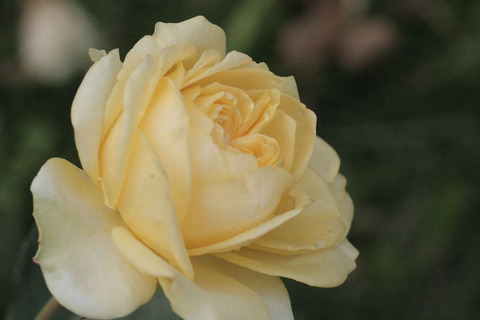 サンライト　ロマンティカsIMG_6135