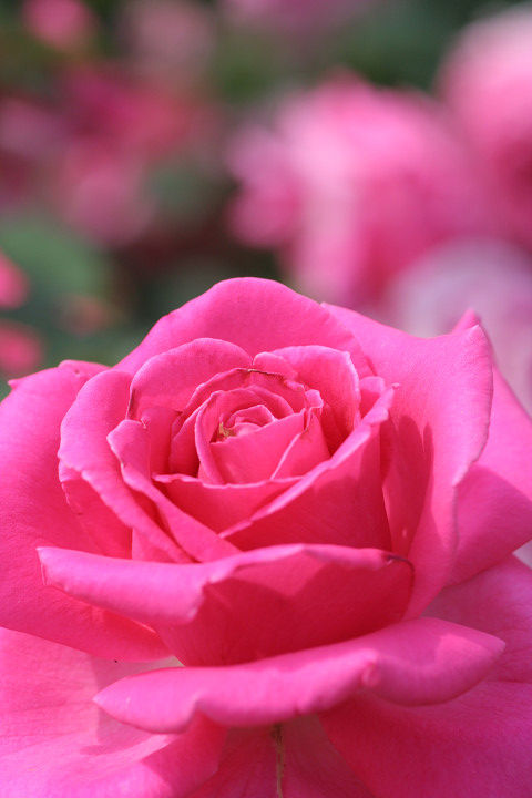 フラグラント　レディー