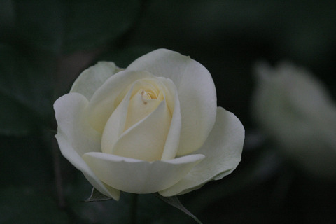 クリーミー　エデンsIMG_7859