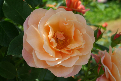 ウーメロsDSCF1729