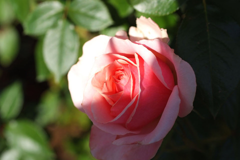 トーナメント　オブ　ローゼズsDSCF9375