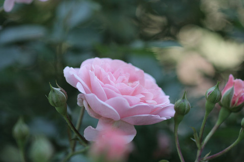 アプリコット　ドリフト3518