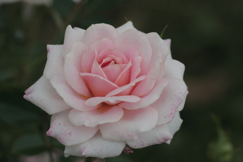 レディ　メイアンディナsIMG_7050