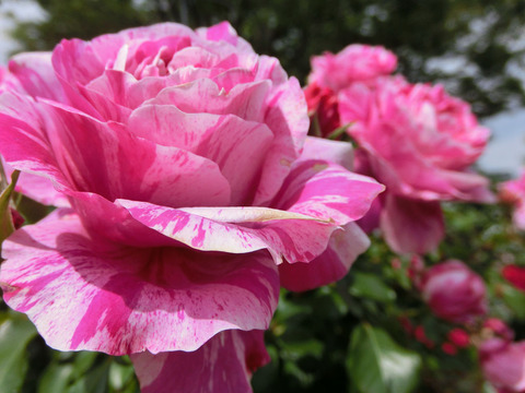 フランボワーズ　バニーユ2535