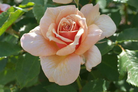 えみ　笑み　（えみ）sDSCF1101