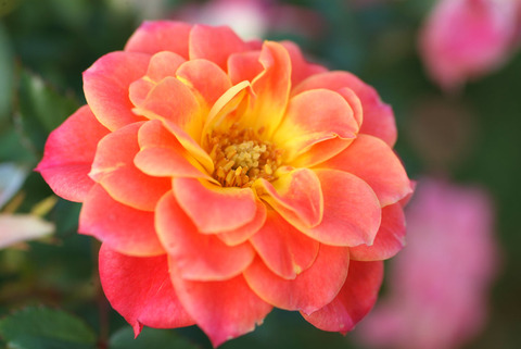 マンダリンsDSCF0726