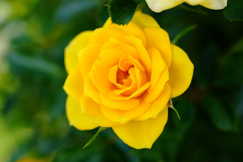 サン　スプリンクルズ5000