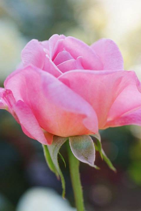 グレース　ドゥ　モナコ