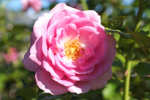 エンチャンティッド　イブニングsDSCF9539