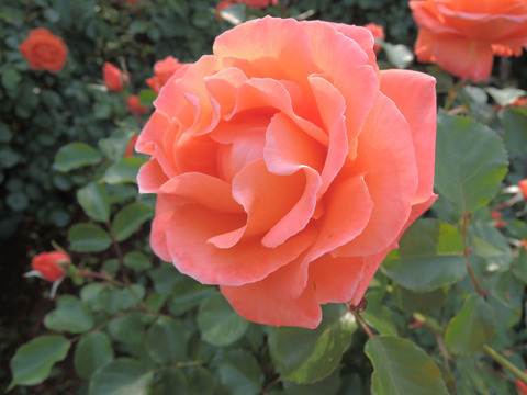 ビブレ　バカンス！4269