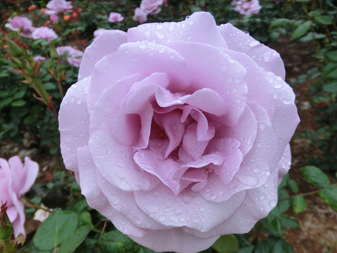 ブルー　ライトsCIMG6478