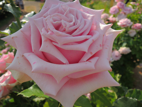 ショウゴ　エレガン1642