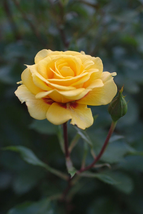 ストラボ　バビロン (2)