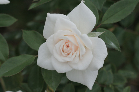 よそおいsIMG_7023