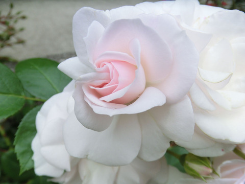 アスピリン　ローズsCIMG5717