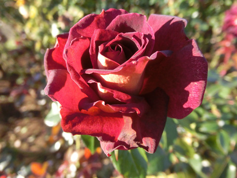 ブラック　ゴールドsCIMG8630