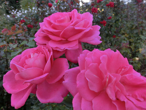 フラグラント　レディsCIMG6106