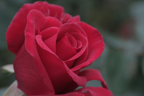 カーディナルsIMG_7296